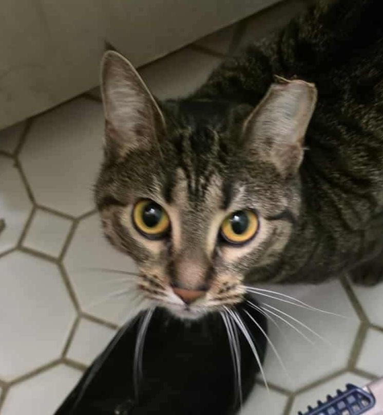 Lydia, a Adoptable mixed breed in Chicago, IL image 4/6