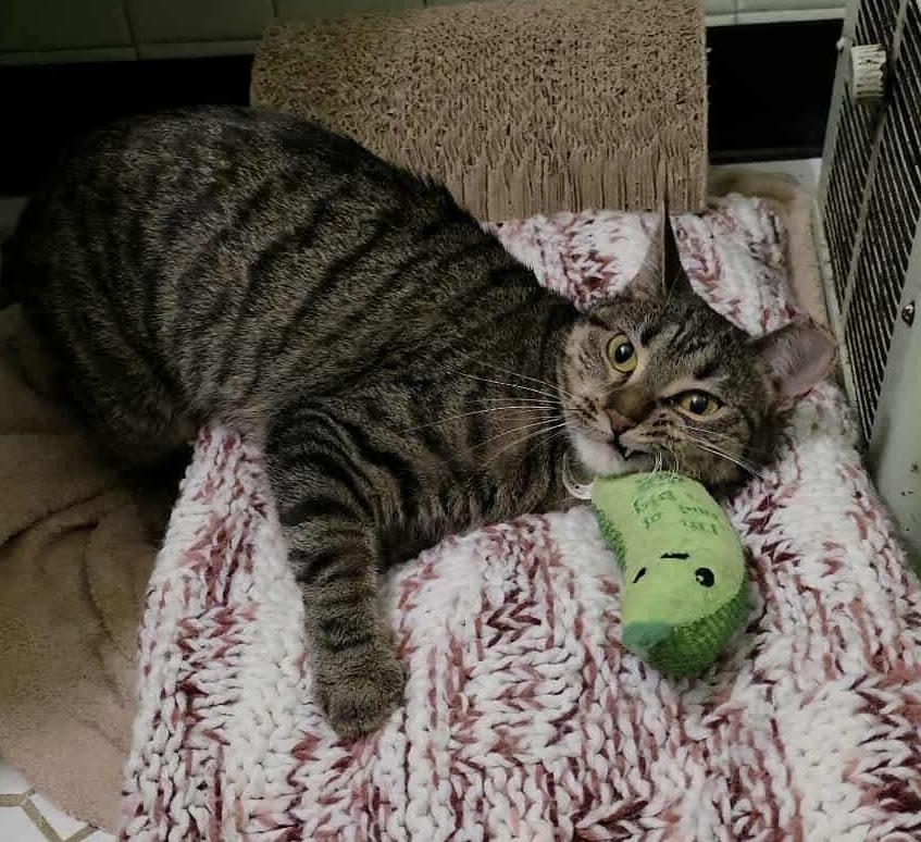 Lydia, Adoptable, Adult Female Domestic Short Hair.