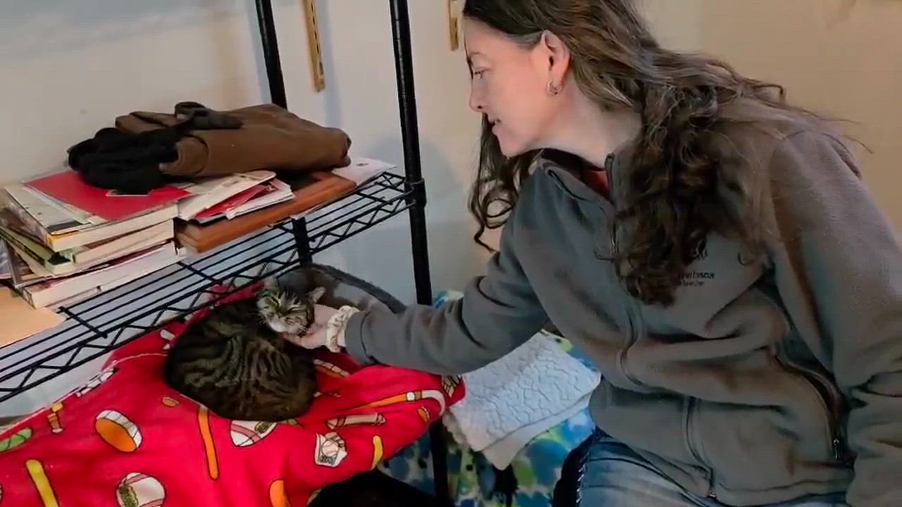 Enlarge Lydia, a Adoptable mixed breed in Chicago, IL video 5/6