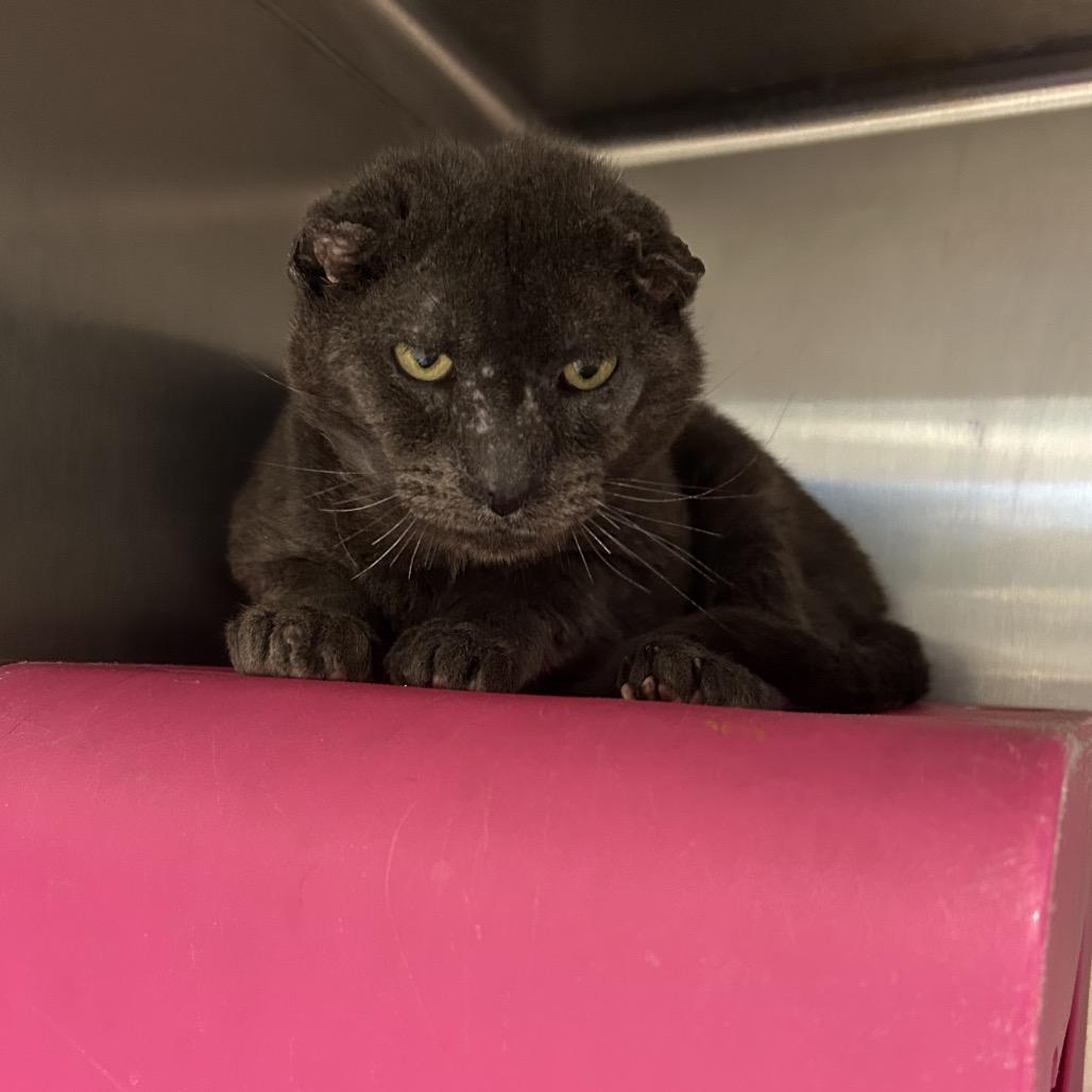 Teddy Bear, Adoptable, Senior Male Domestic Short Hair.