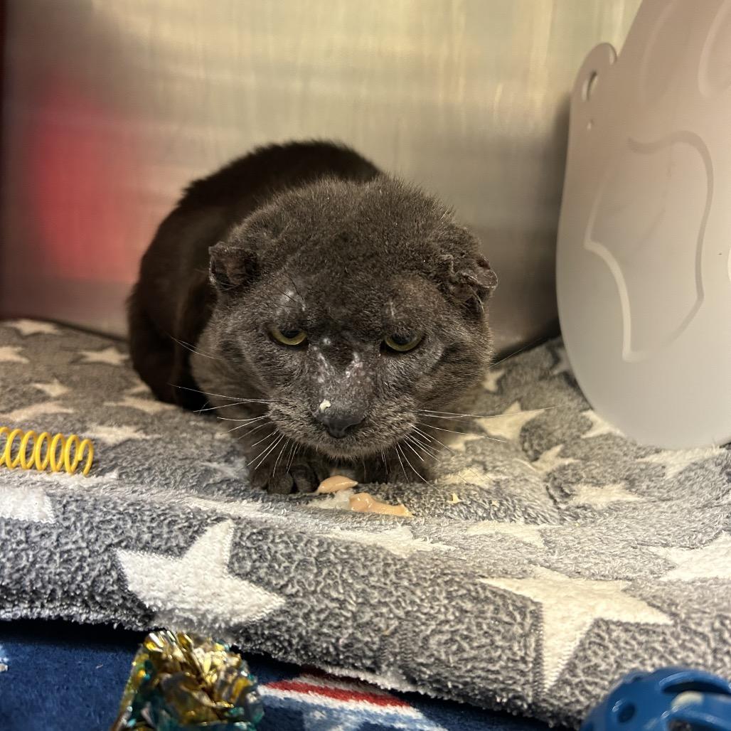 Enlarge Teddy Bear, a Adoptable Domestic Short Hair in Waukesha, WI image 2/3