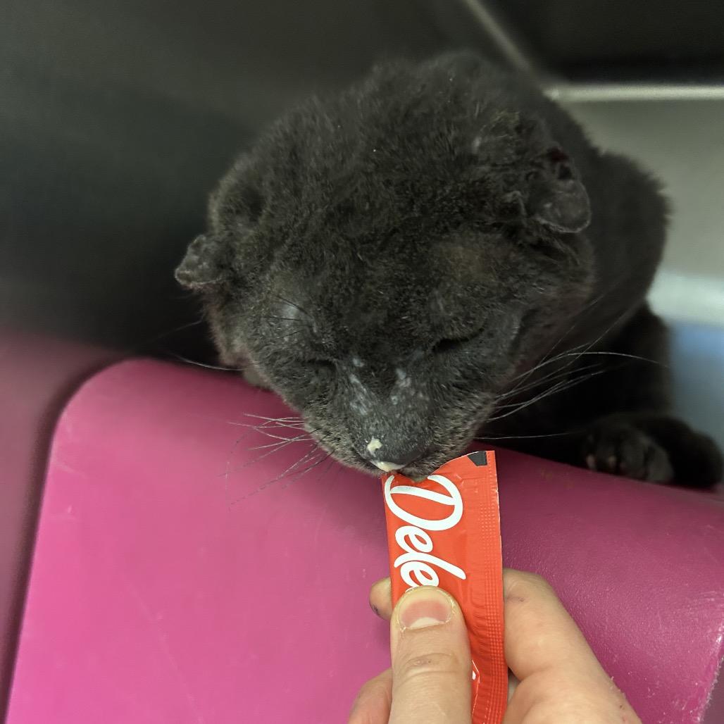 Enlarge Teddy Bear, a Adoptable Domestic Short Hair in Waukesha, WI image 3/3