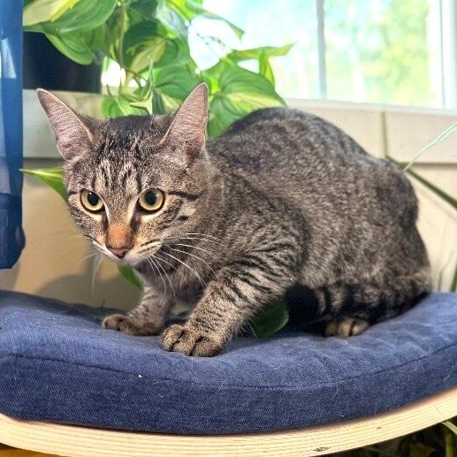 Biscuit Butter — thumbnail 3