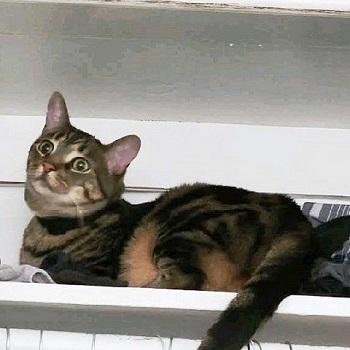 Hades, a ADOPTABLE Tabby in Salt Lake City, UT image 2/4