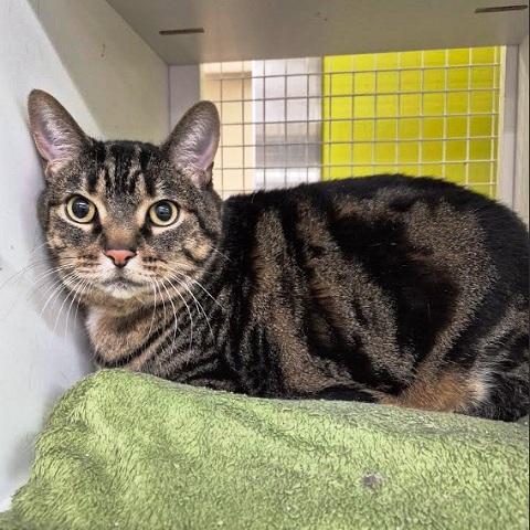 Hades, ADOPTABLE, Adult Male Tabby.