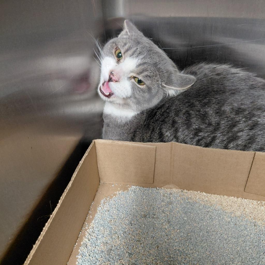 Maxwell, Adoptable, Young Male Domestic Short Hair.