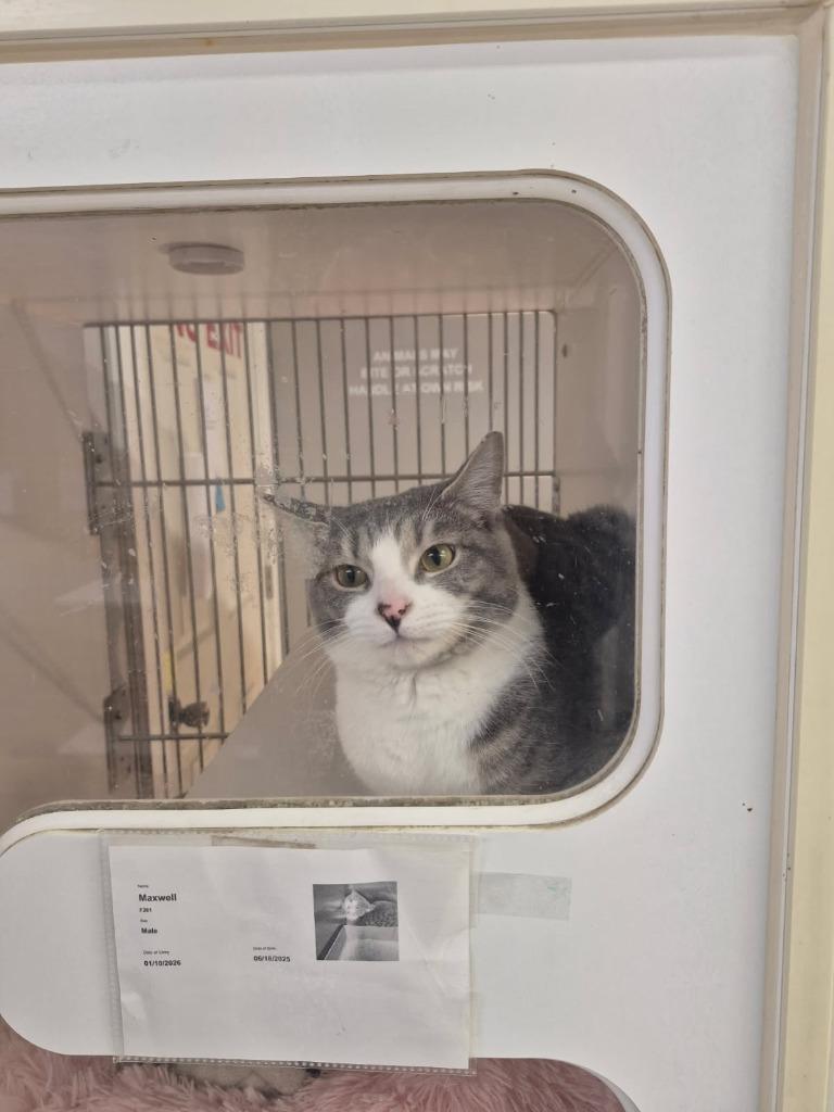 Enlarge Maxwell, a Adoptable mixed breed in Cincinnati, OH image 2/2