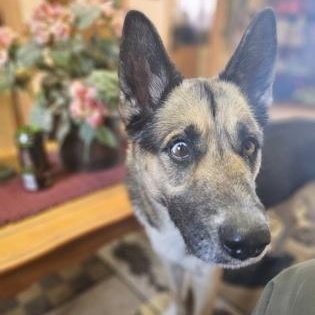 Enlarge Dutchess, a ADOPTABLE mixed breed in Bridgeport, CA image 2/2