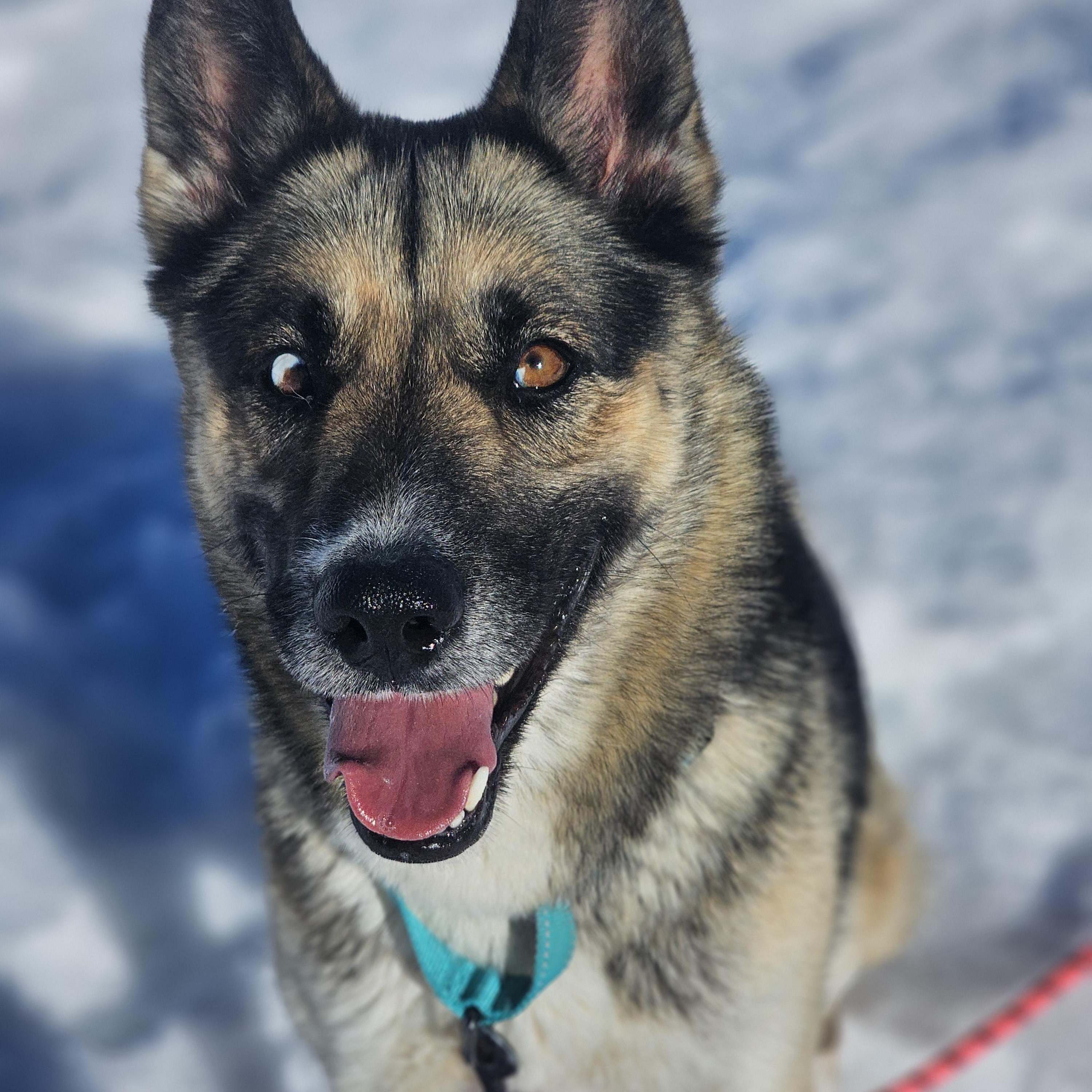 Dutchess, ADOPTABLE, Adult Female German Shepherd Dog & Husky.