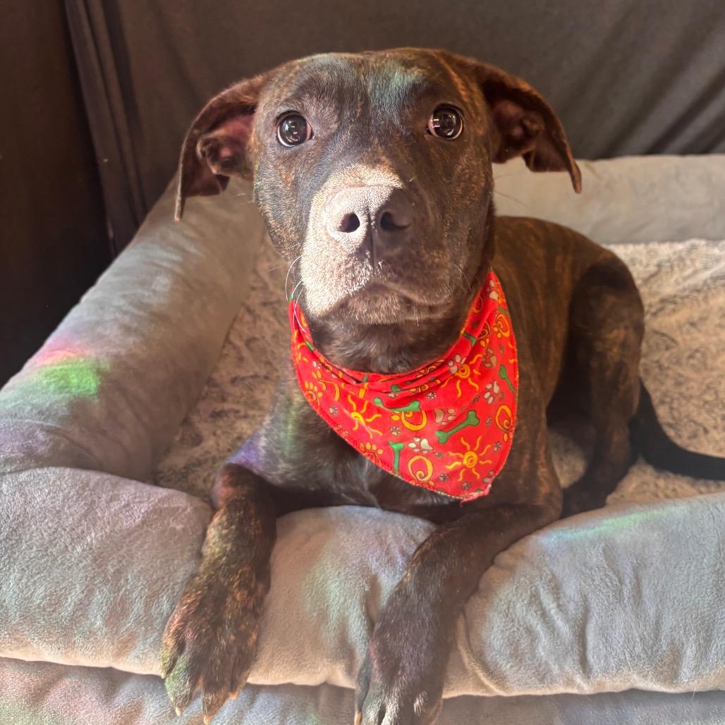 Hunter, Adoptable, Young Male Pit Bull Terrier.