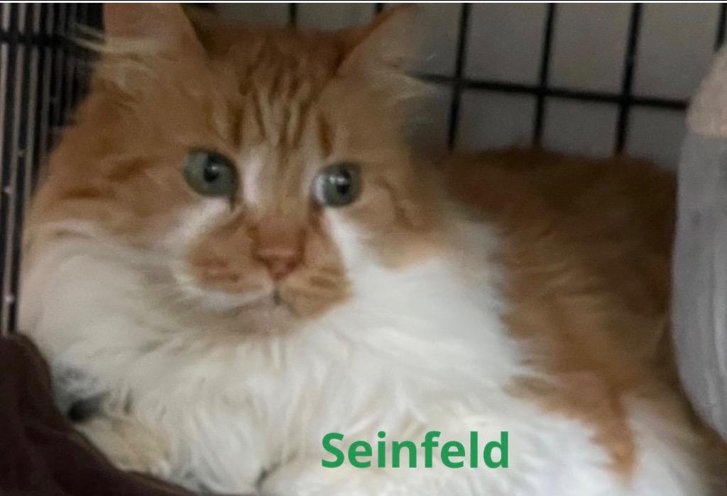 Enlarge SEINFELD, a Adopted mixed breed in Muskegon, MI image 1/3
