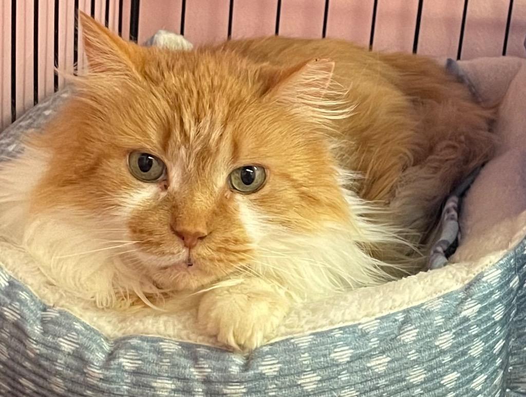 Enlarge SEINFELD, a Adopted mixed breed in Muskegon, MI image 2/3