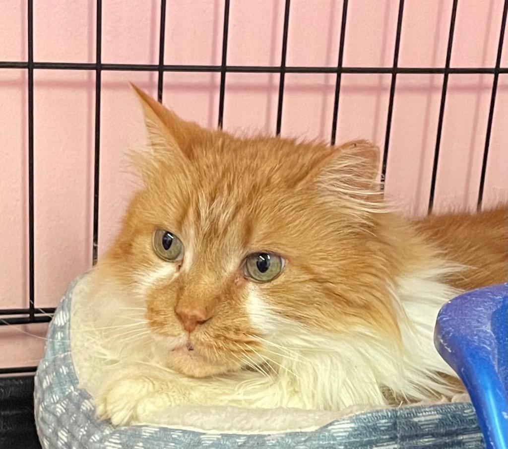 Enlarge SEINFELD, a Adopted mixed breed in Muskegon, MI image 3/3