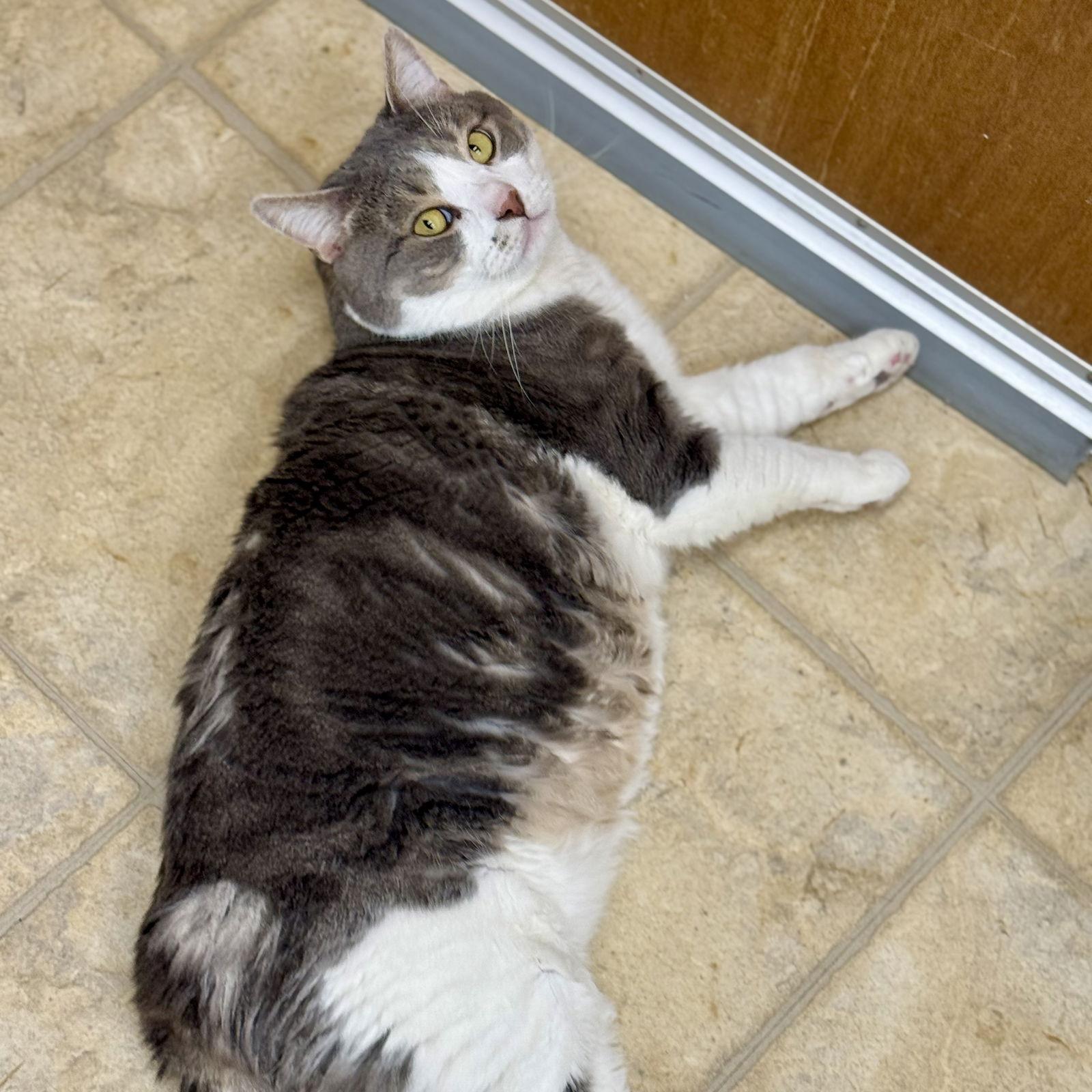 Scar, Adoptable, Adult Male Domestic Short Hair.