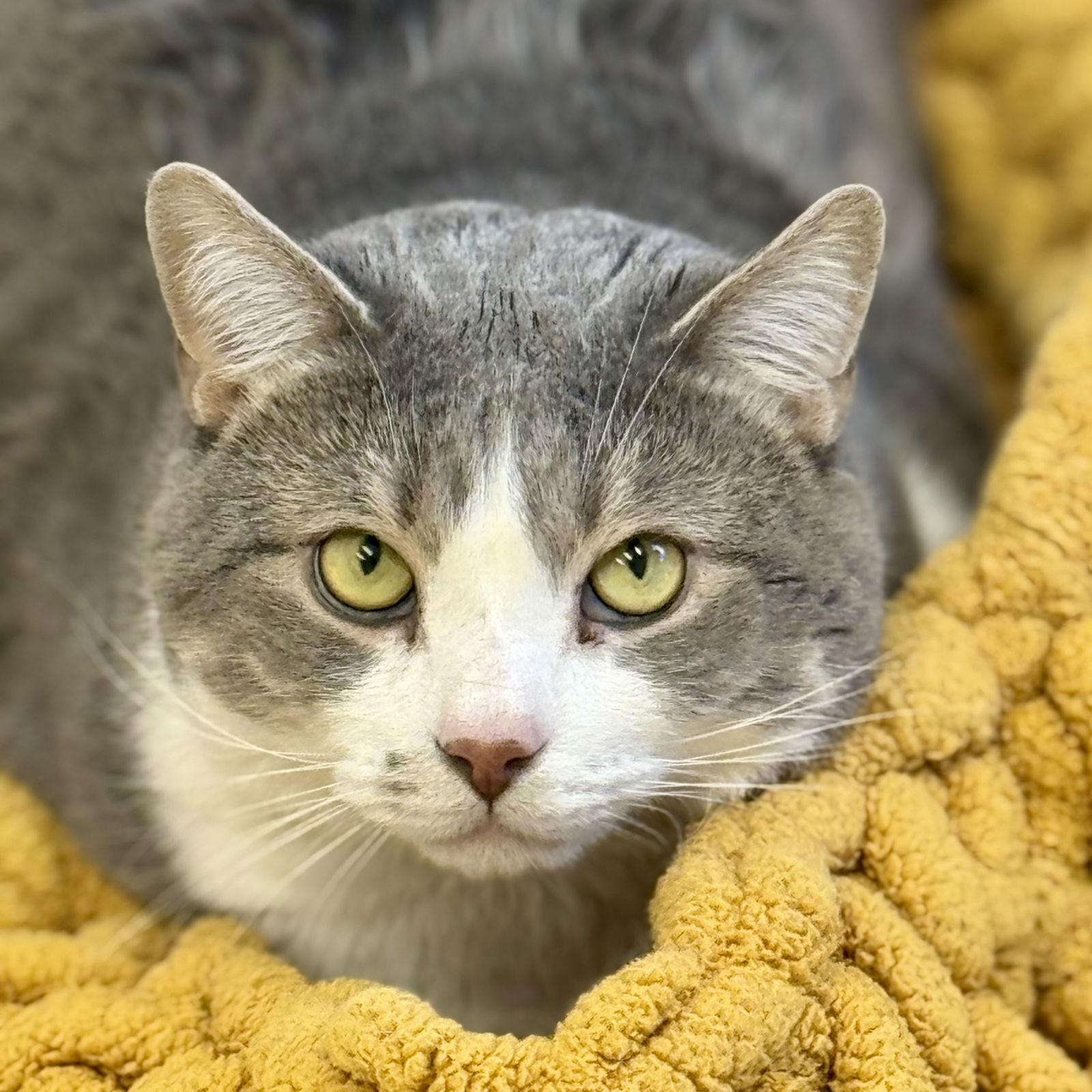 Scar, a Adoptable Domestic Short Hair in Winchendon, MA image 2/3