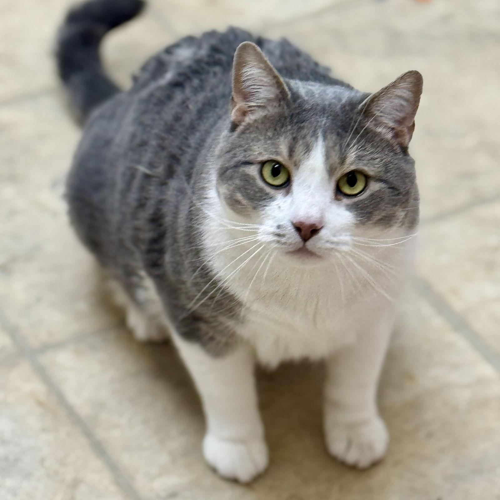 Scar, a Adoptable Domestic Short Hair in Winchendon, MA image 3/3