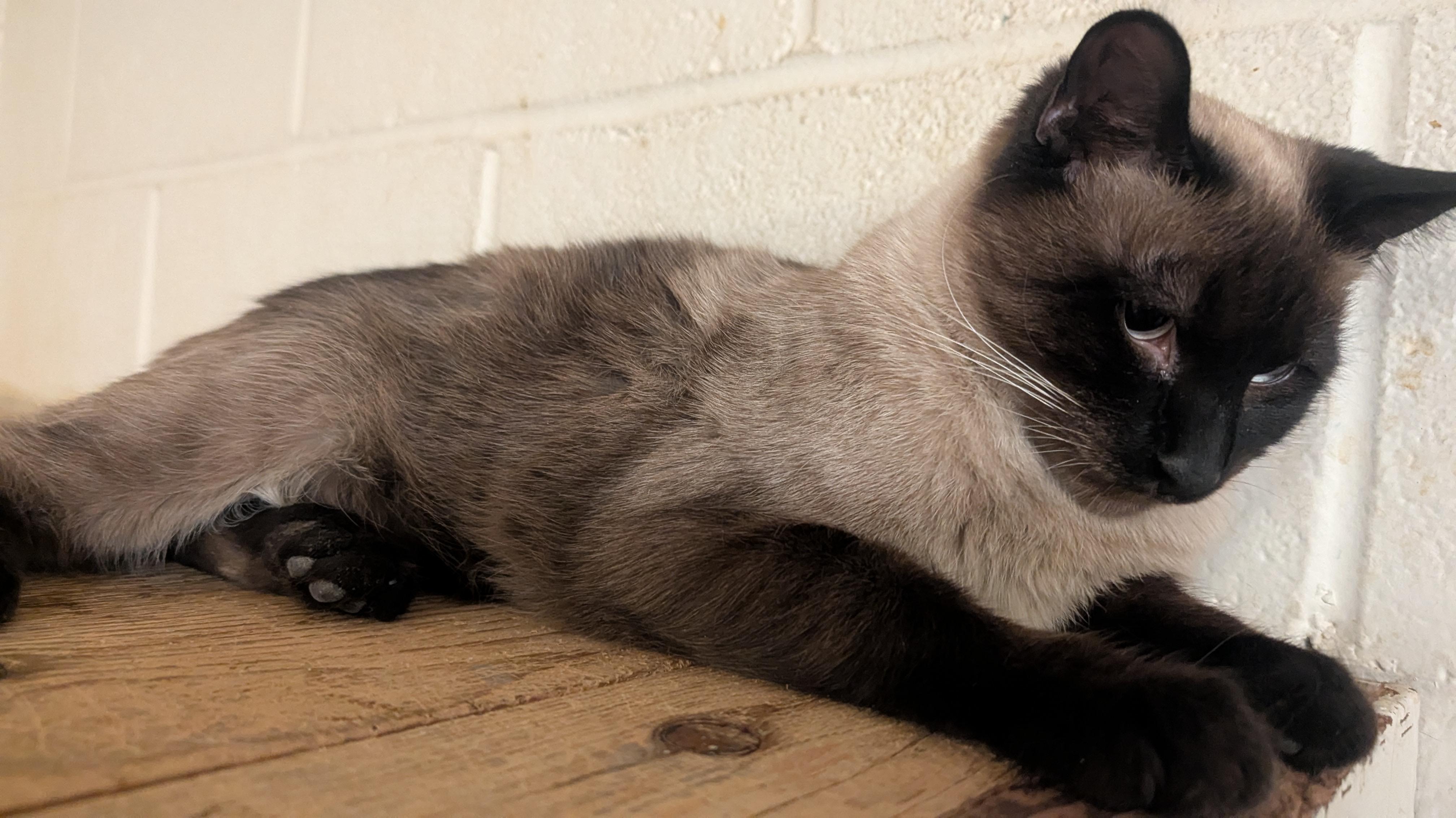 Siam, ADOPTABLE, Kitten Male Siamese.