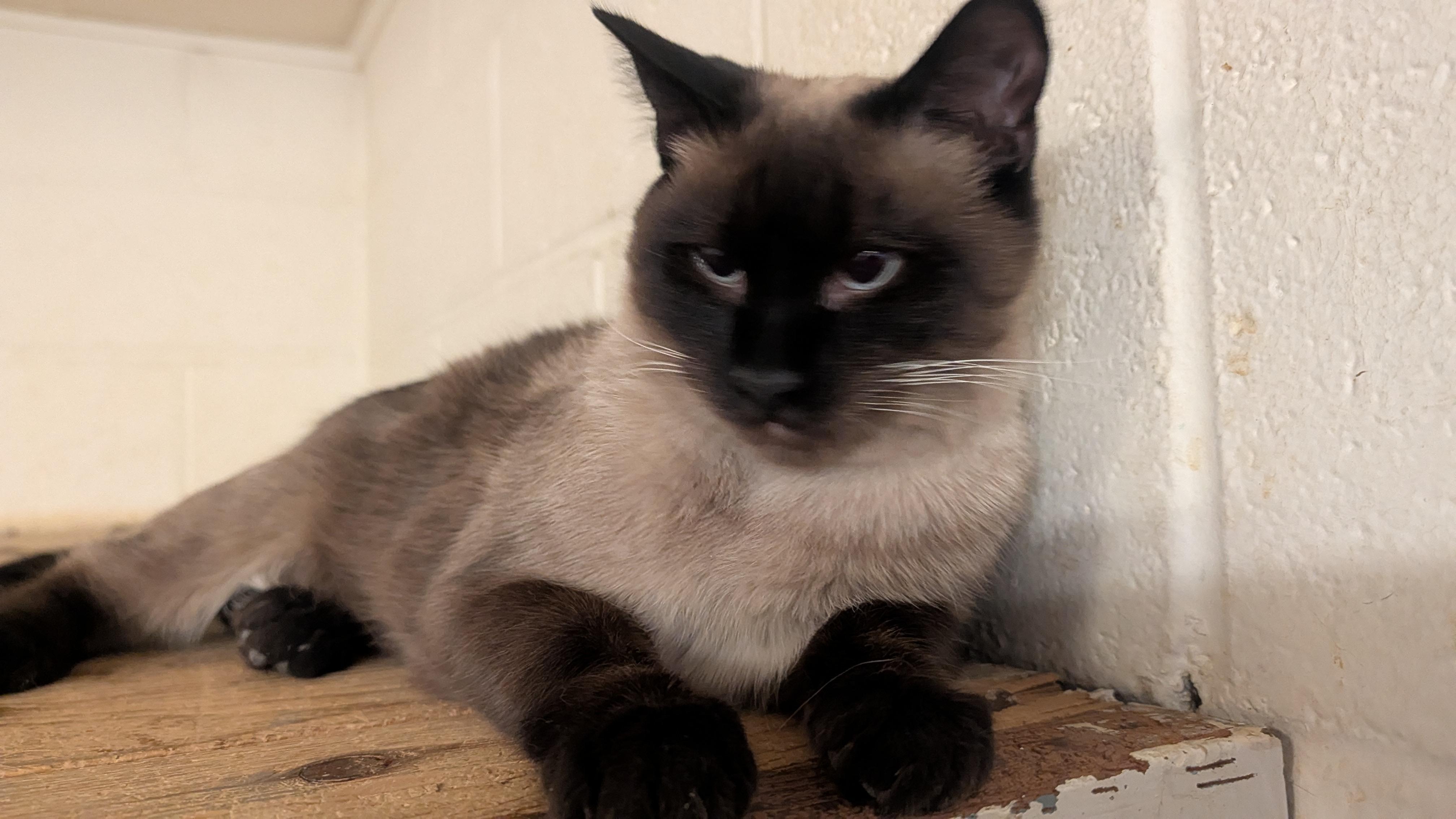 Enlarge Siam, an adopted Siamese in Quincy, CA image 2/3