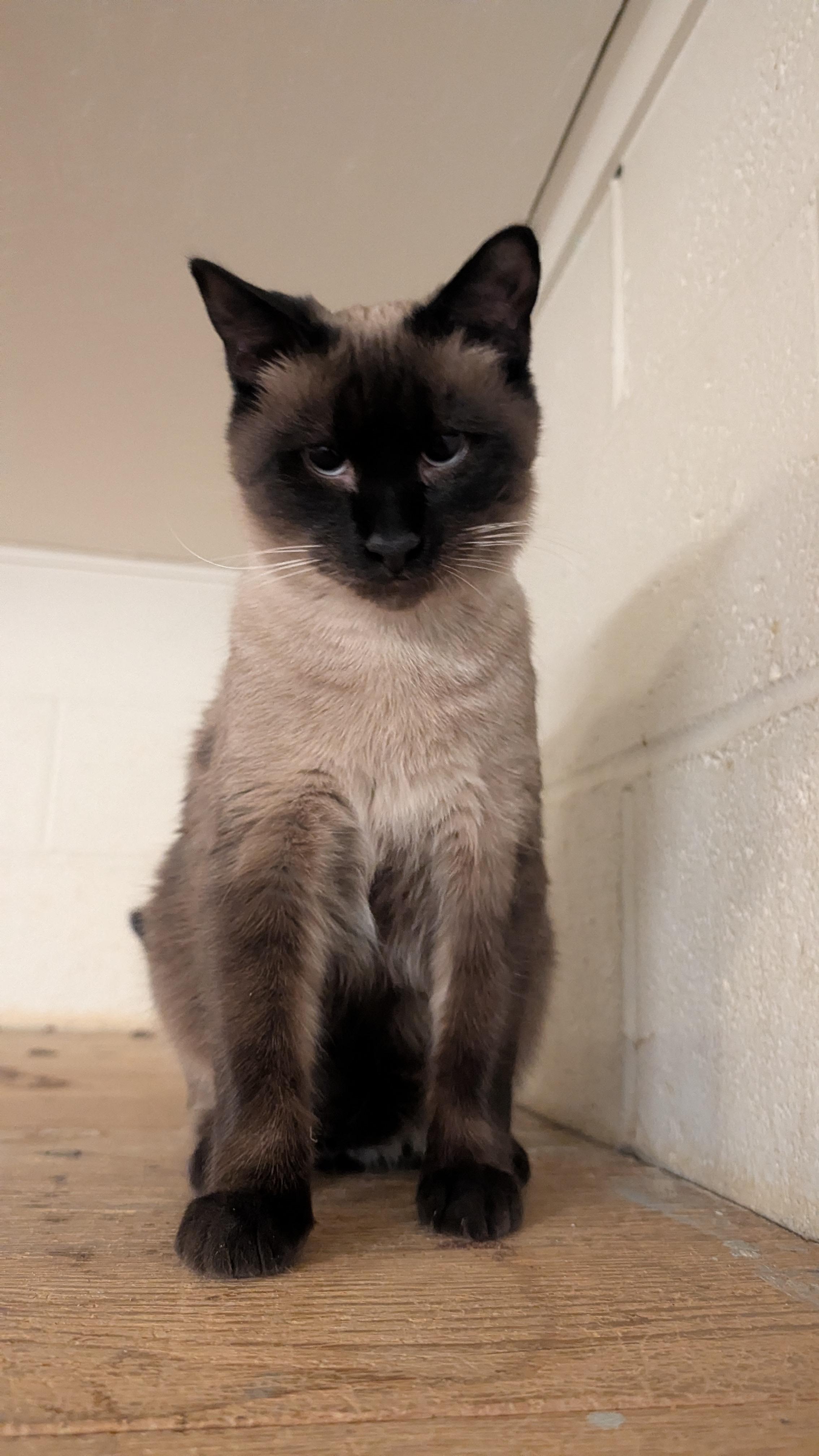 Enlarge Siam, an adopted Siamese in Quincy, CA image 3/3