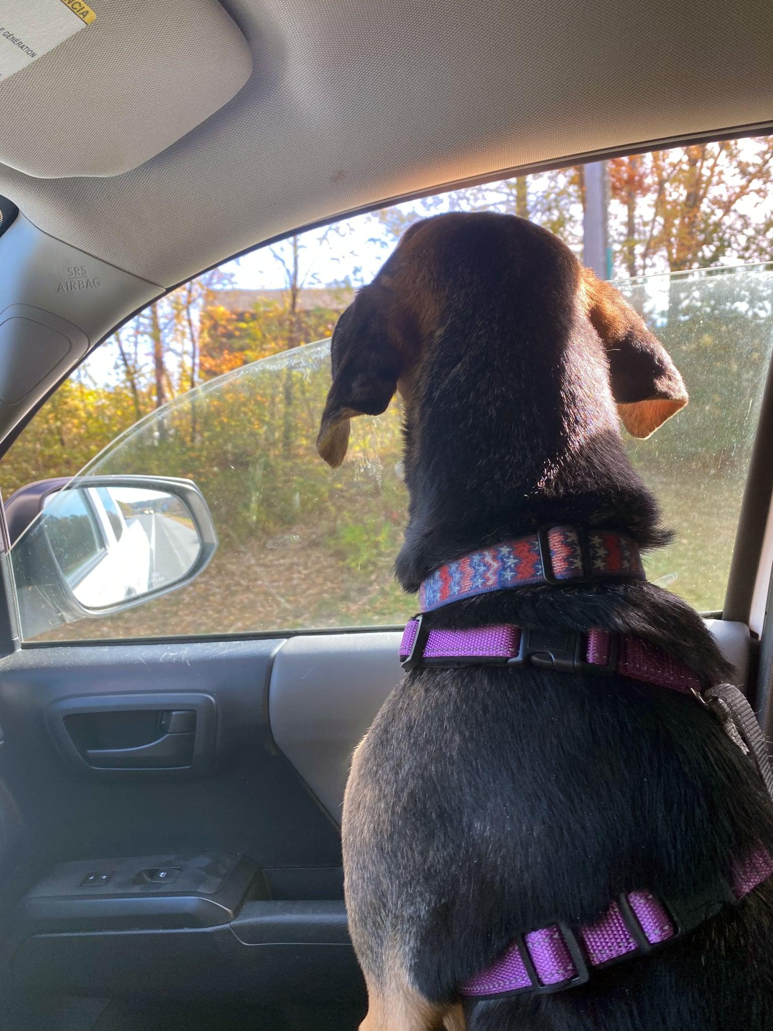 Enlarge Daisy, a Adoptable mixed breed in Bristol, VT image 5/6