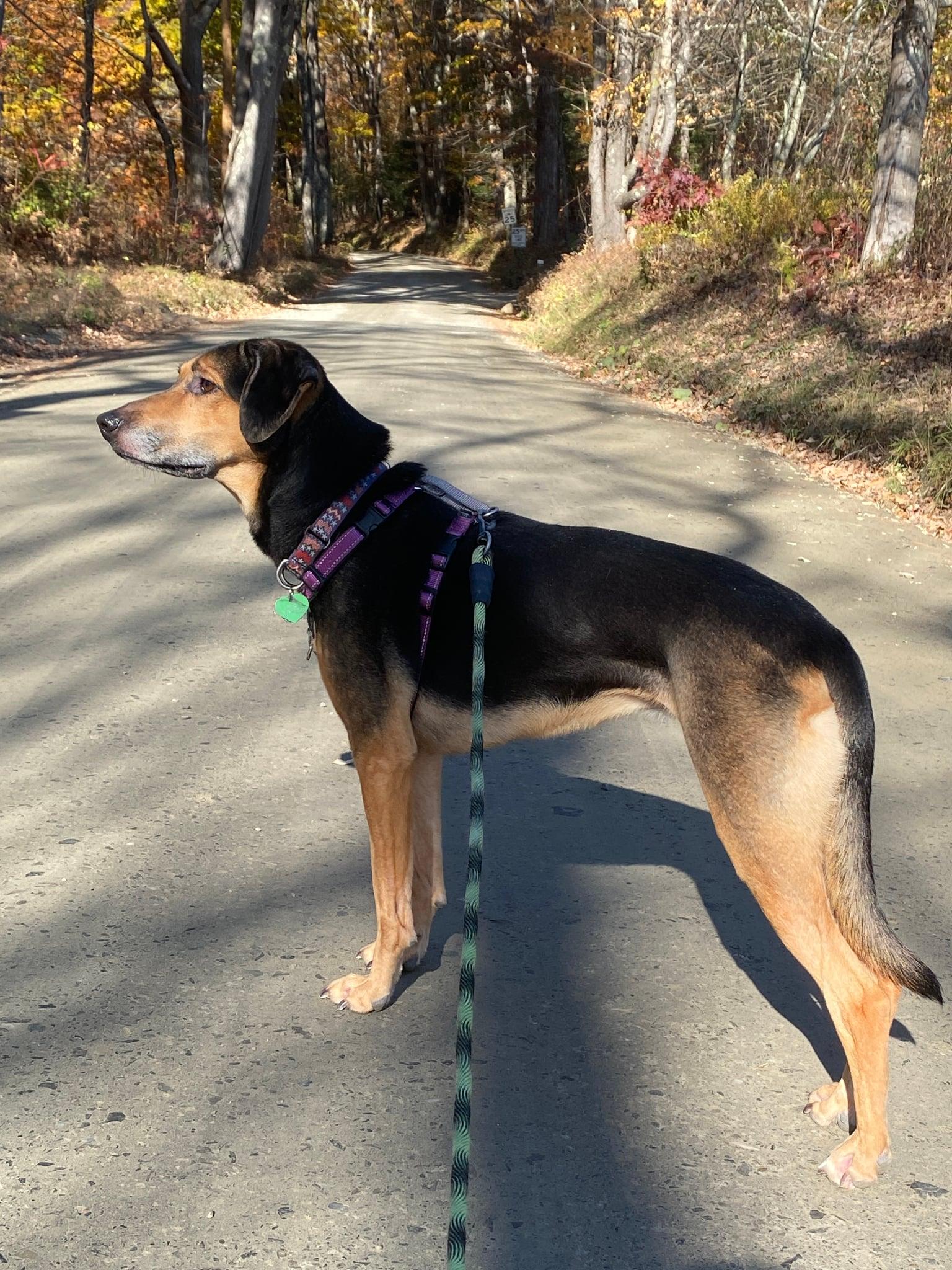 Enlarge Daisy, a Adoptable mixed breed in Bristol, VT image 3/6