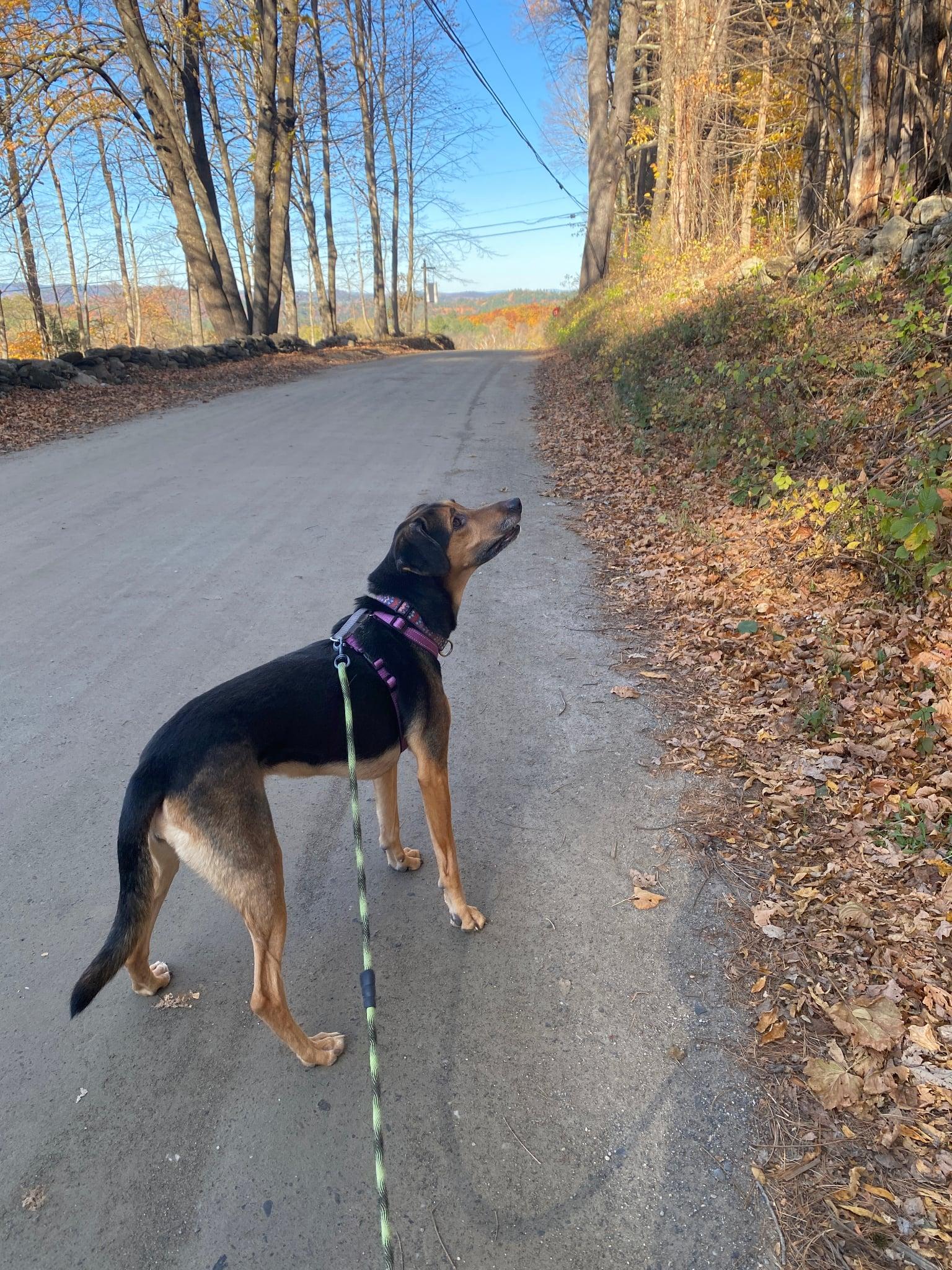 Enlarge Daisy, a Adoptable mixed breed in Bristol, VT image 4/6