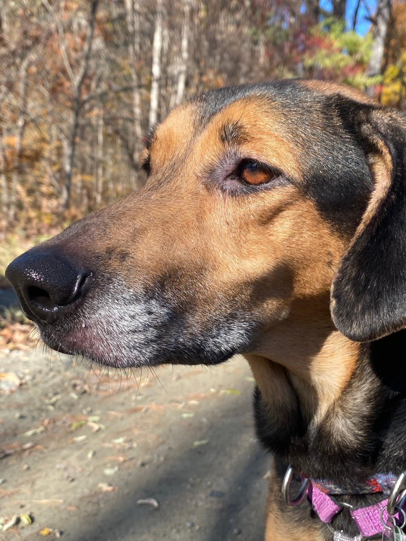 Enlarge Daisy, a Adoptable mixed breed in Bristol, VT image 2/6