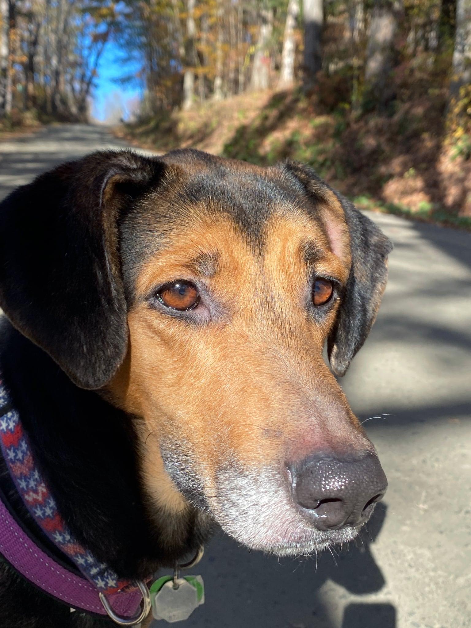 Daisy, Adoptable, Adult Female German Shepherd Dog & Coonhound.