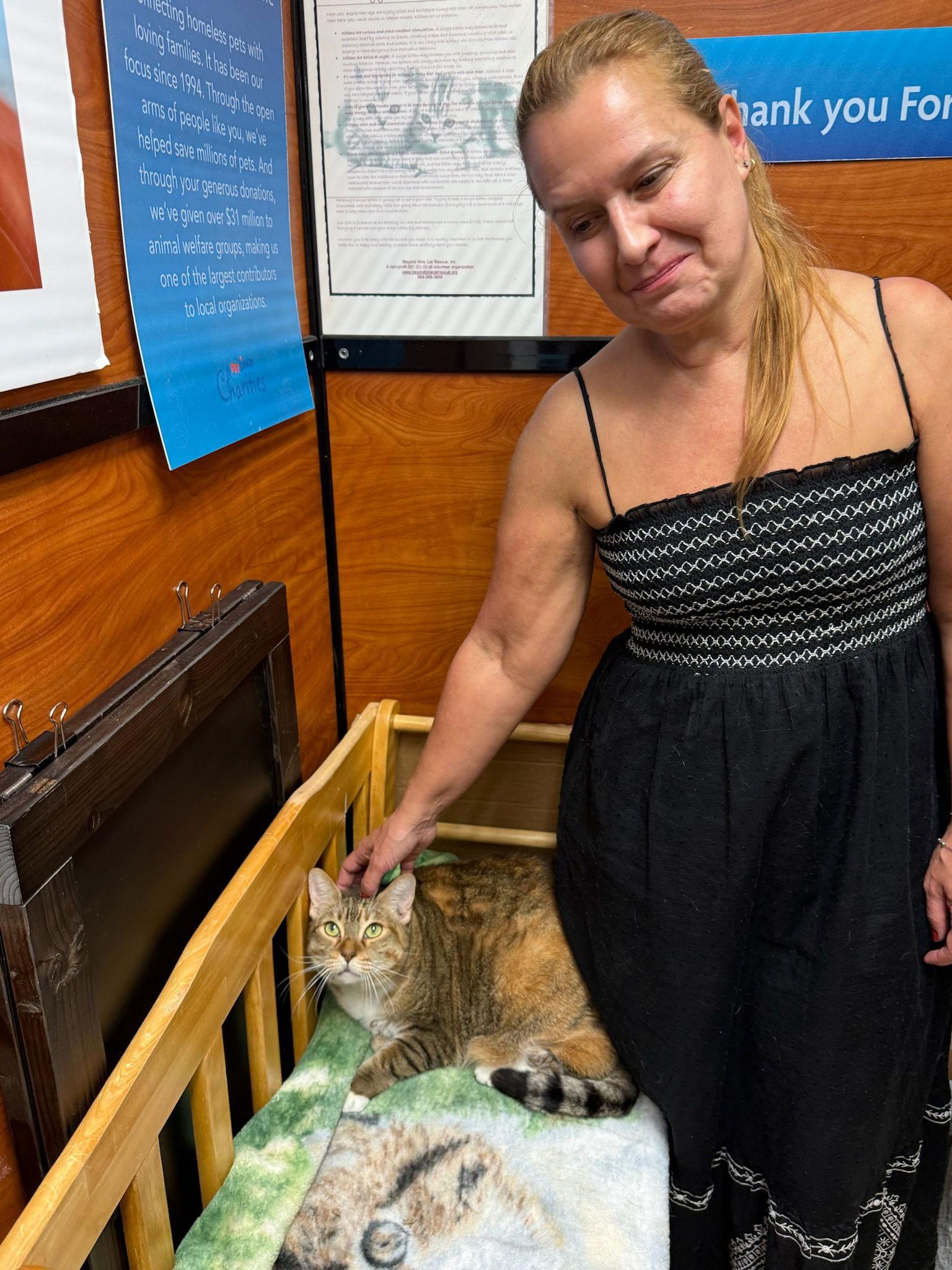 Enlarge Kiki, a Adopted Domestic Short Hair in Pompano Beach, FL image 1/1