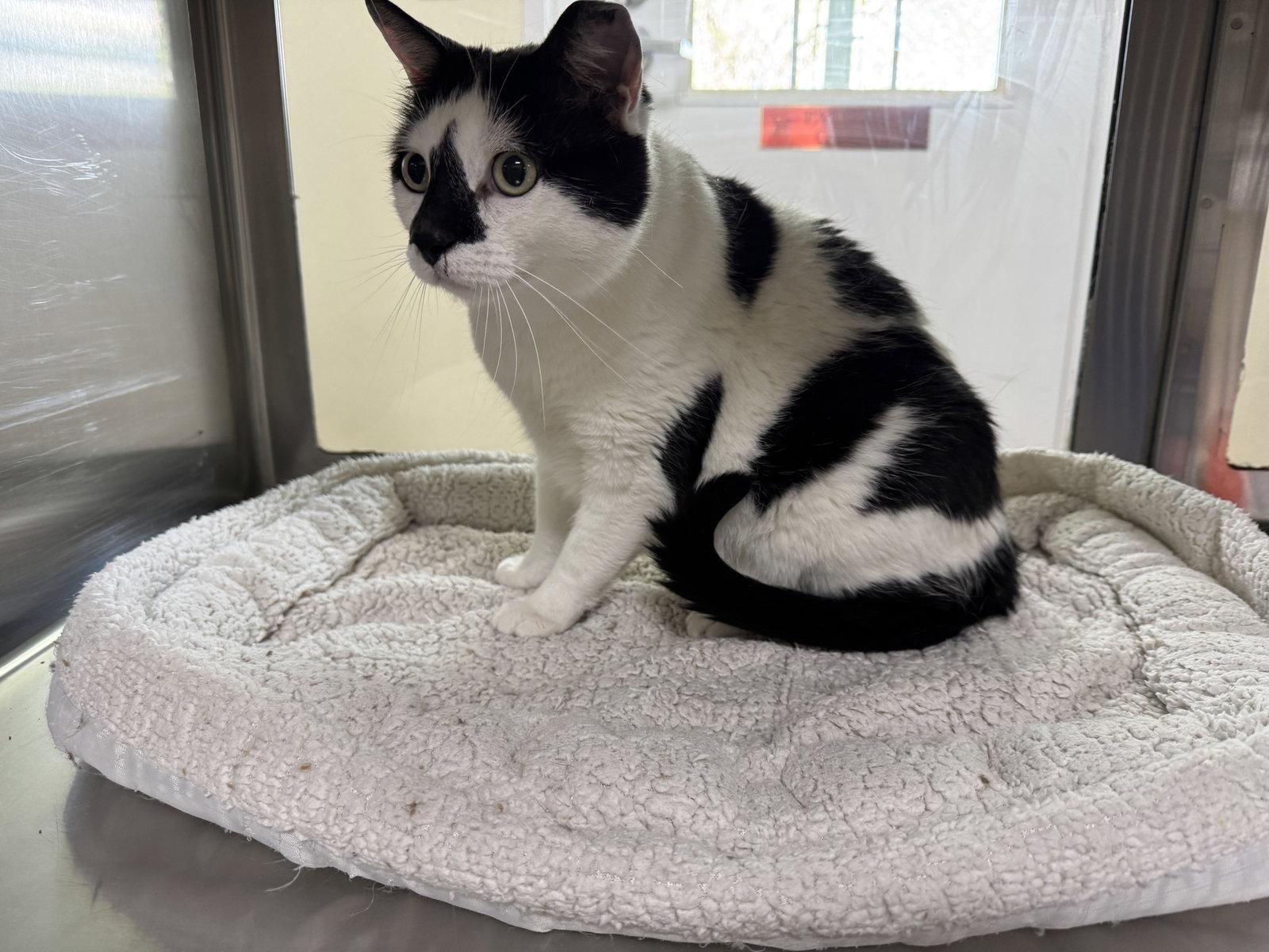 Enlarge Oreo, a Adoptable mixed breed in Austin, MN image 1/3