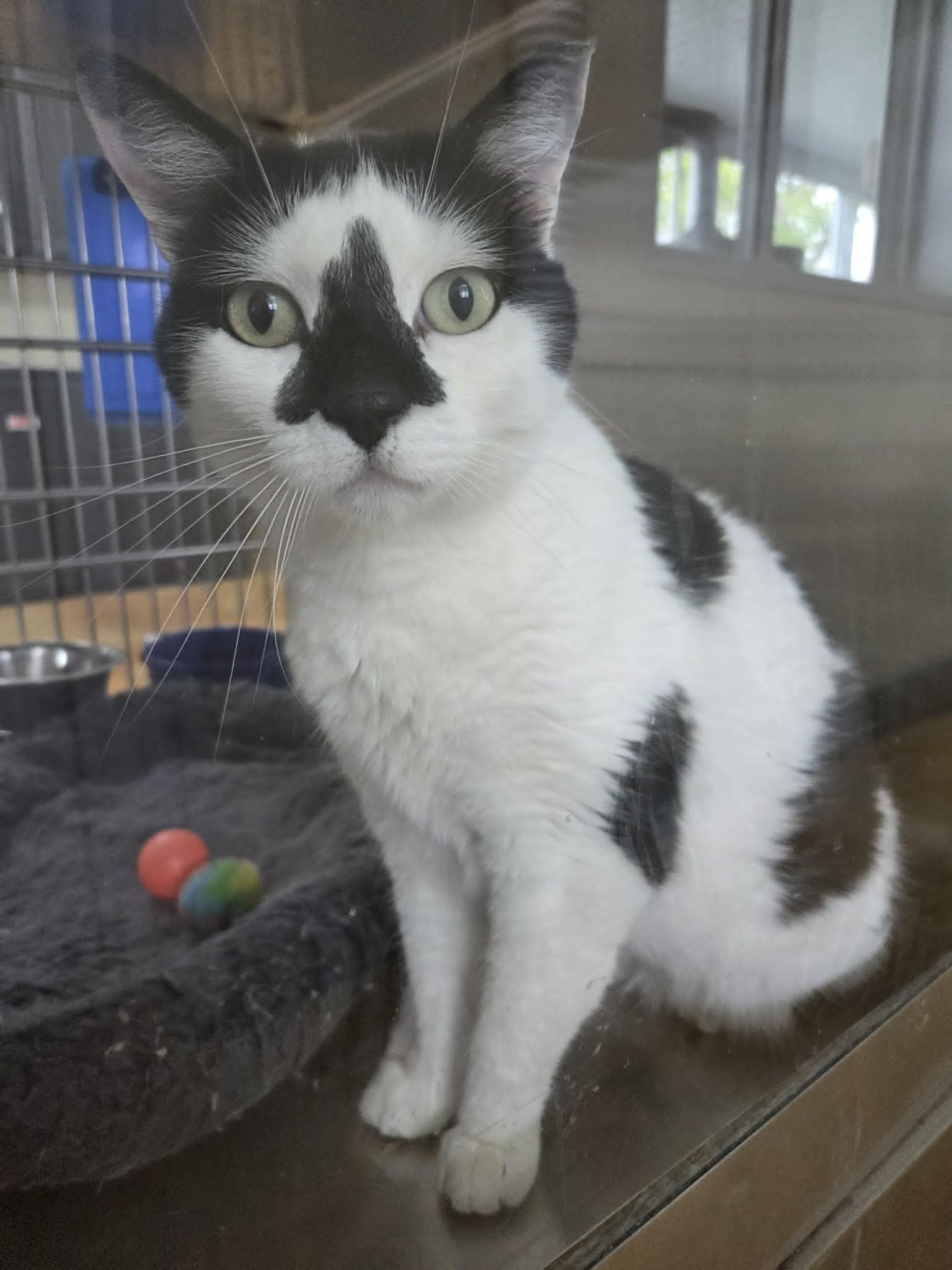 Enlarge Oreo, a Adoptable mixed breed in Austin, MN image 2/3