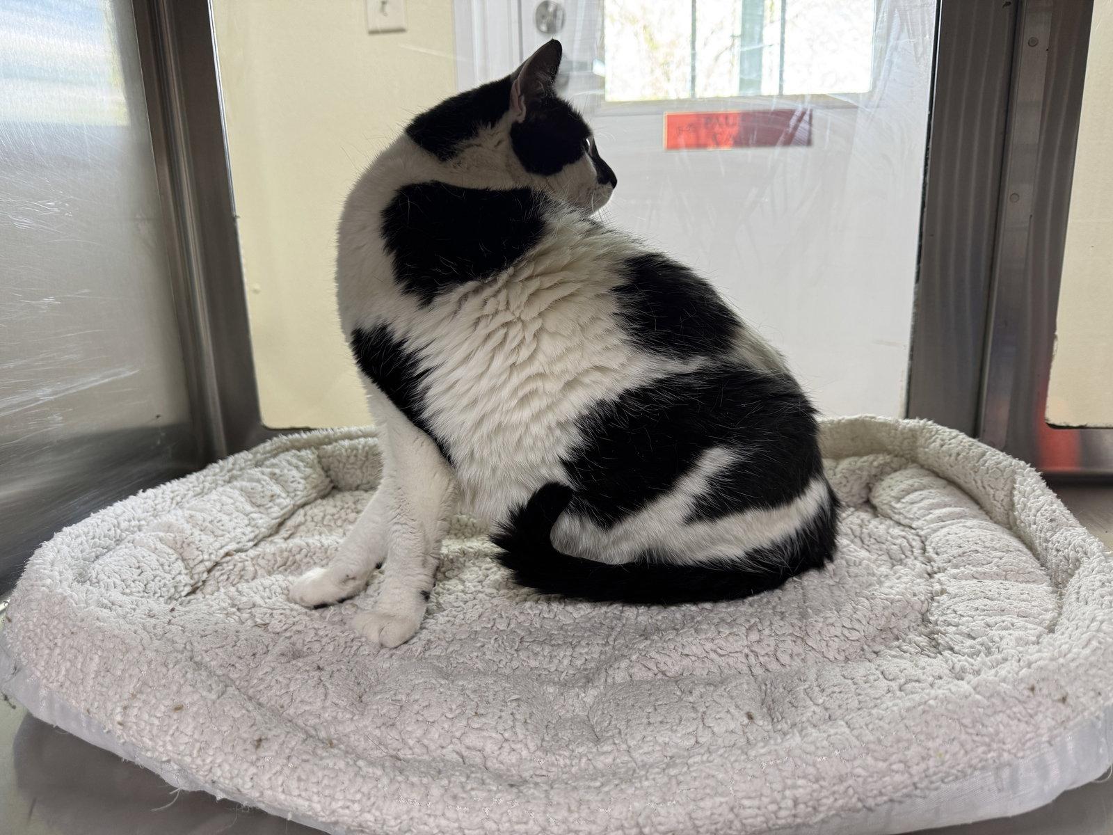 Enlarge Oreo, a Adoptable mixed breed in Austin, MN image 3/3