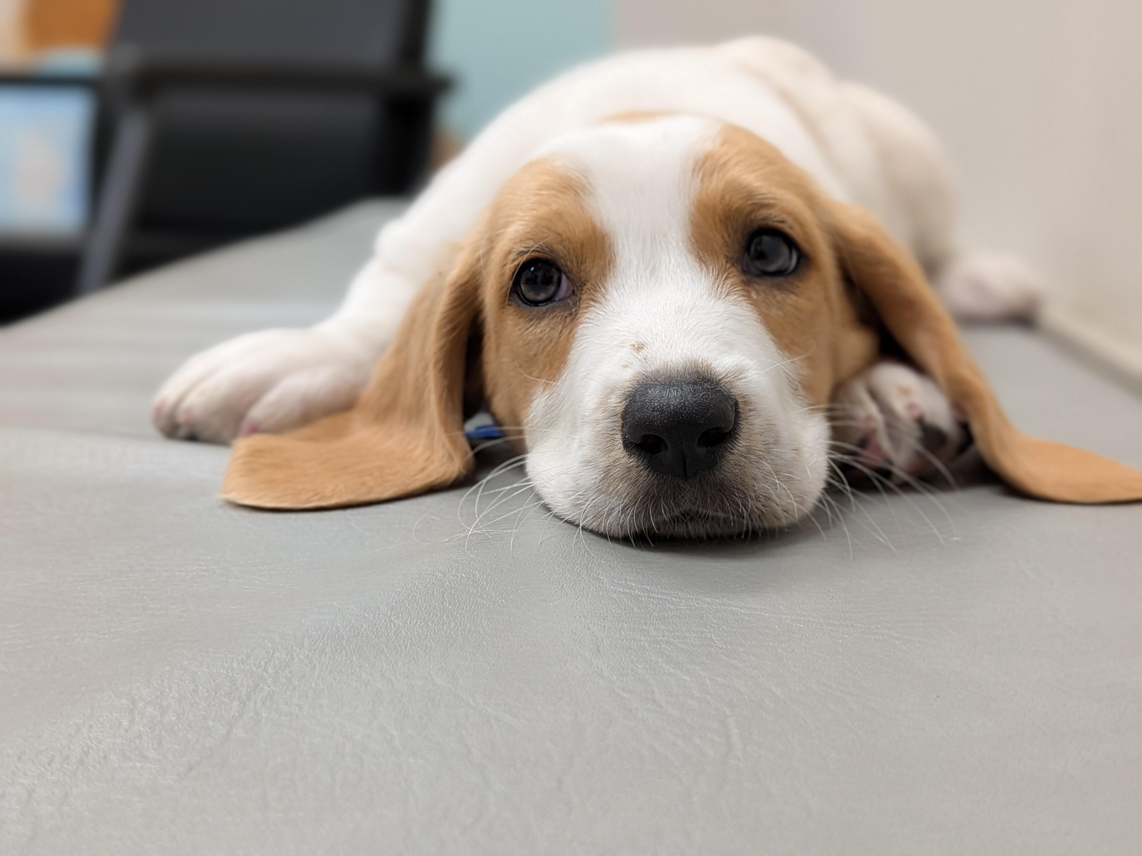 Cory, Adopted, Young Male Basset Hound.