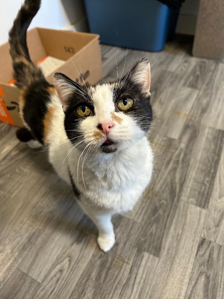 January (Itchy), Adoptable, Adult Female Domestic Short Hair.