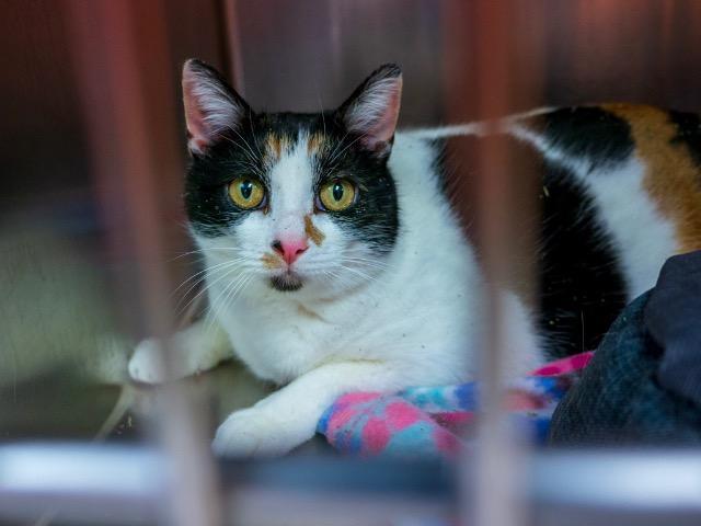 January (Itchy), a Adoptable mixed breed in Meriden, CT image 1/4