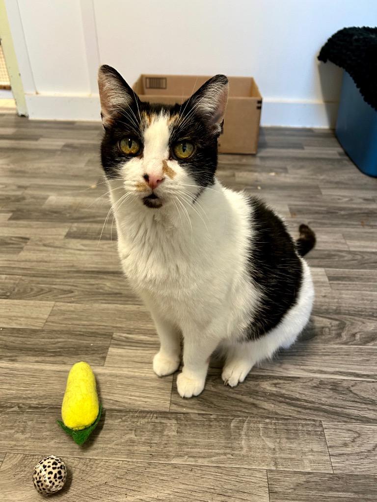 January (Itchy), Adoptable, Adult Female Domestic Short Hair.