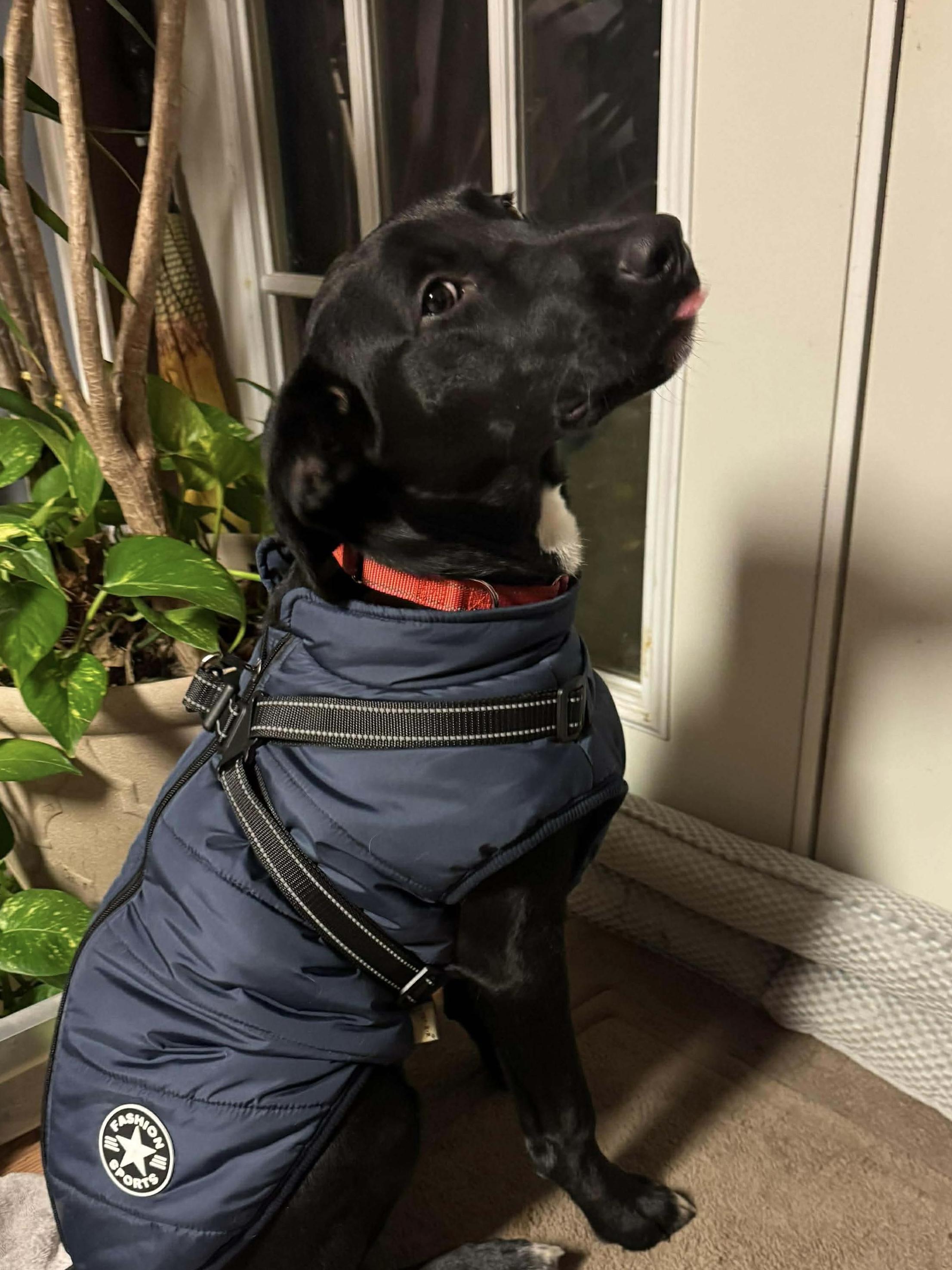 Enlarge Tia, an adoptable Mixed Breed in Highland, NY image 5/5