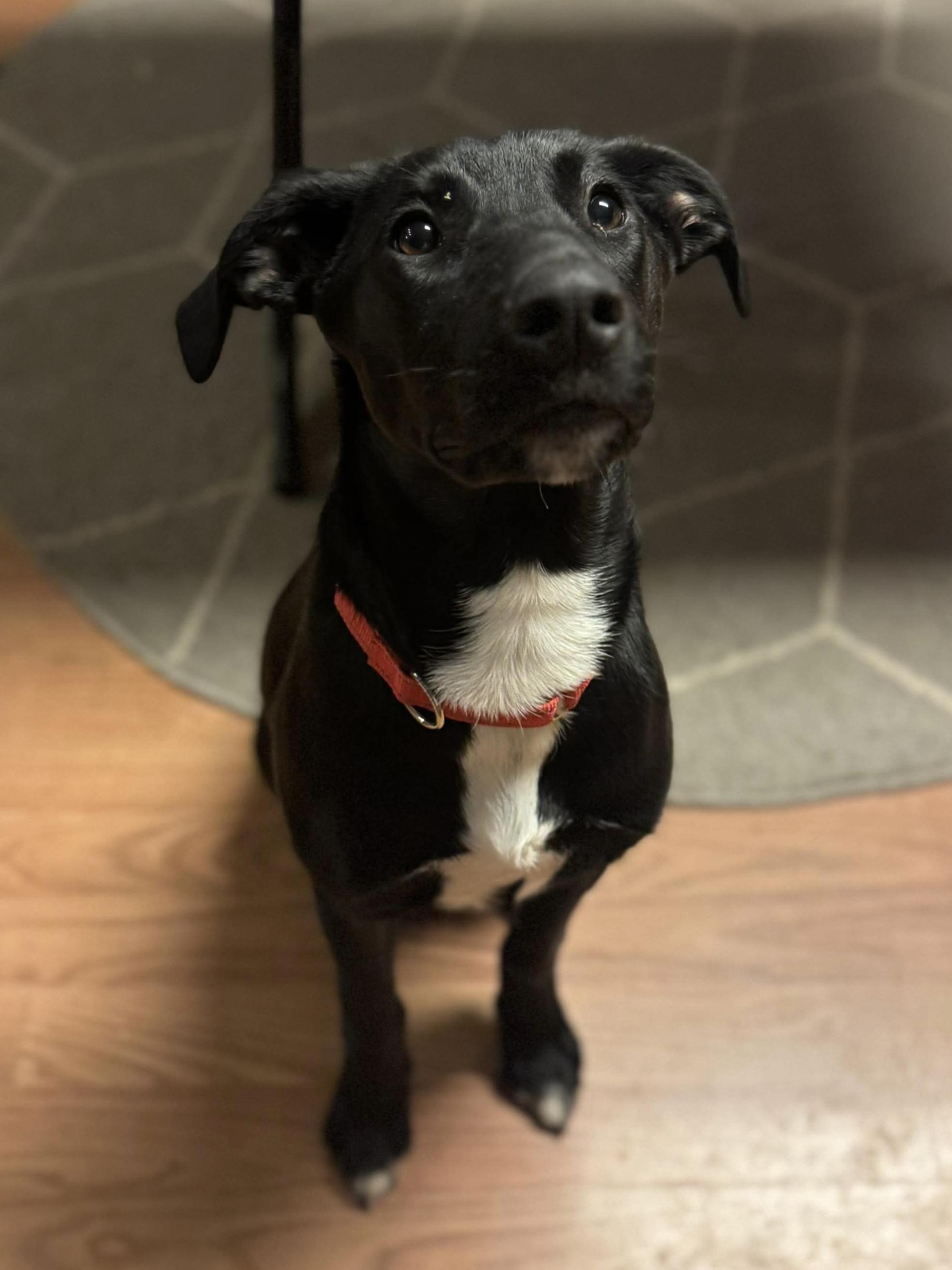 Enlarge Tia, a ADOPTABLE Mixed Breed in Highland, NY image 2/2