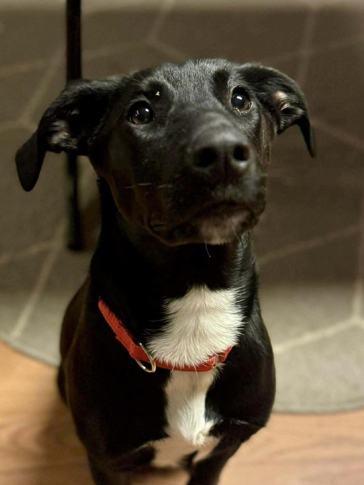 Tia, adoptable, Puppy Female Mixed Breed.