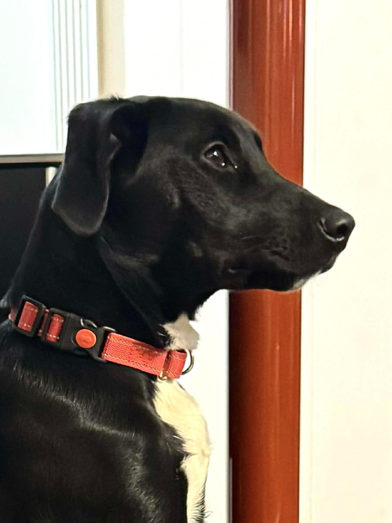 Enlarge Tia, an adoptable Mixed Breed in Highland, NY image 4/5