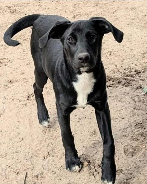 Enlarge Tia, a ADOPTABLE Mixed Breed in Highland, NY image 1/2