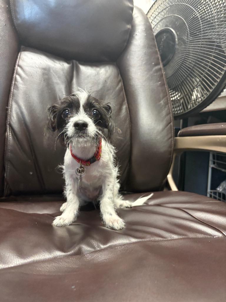 Jolene, Adoptable, Puppy Female Chihuahua & Spaniel.