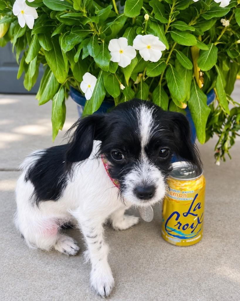Enlarge Jolene, a Adoptable mixed breed in Reno, NV image 2/3