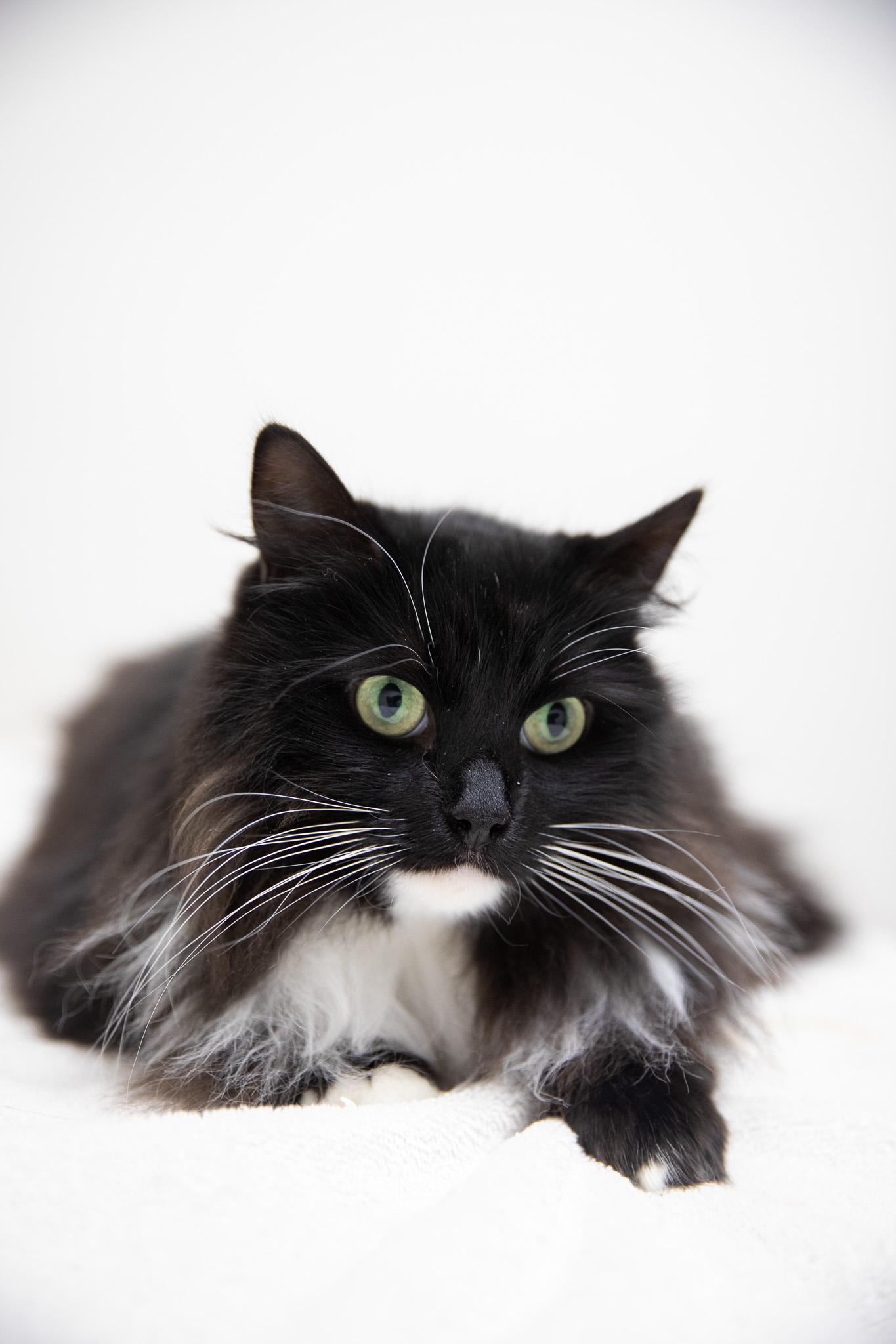 Enlarge Zelda, an adopted Siberian in Montclair, NJ image 5/6