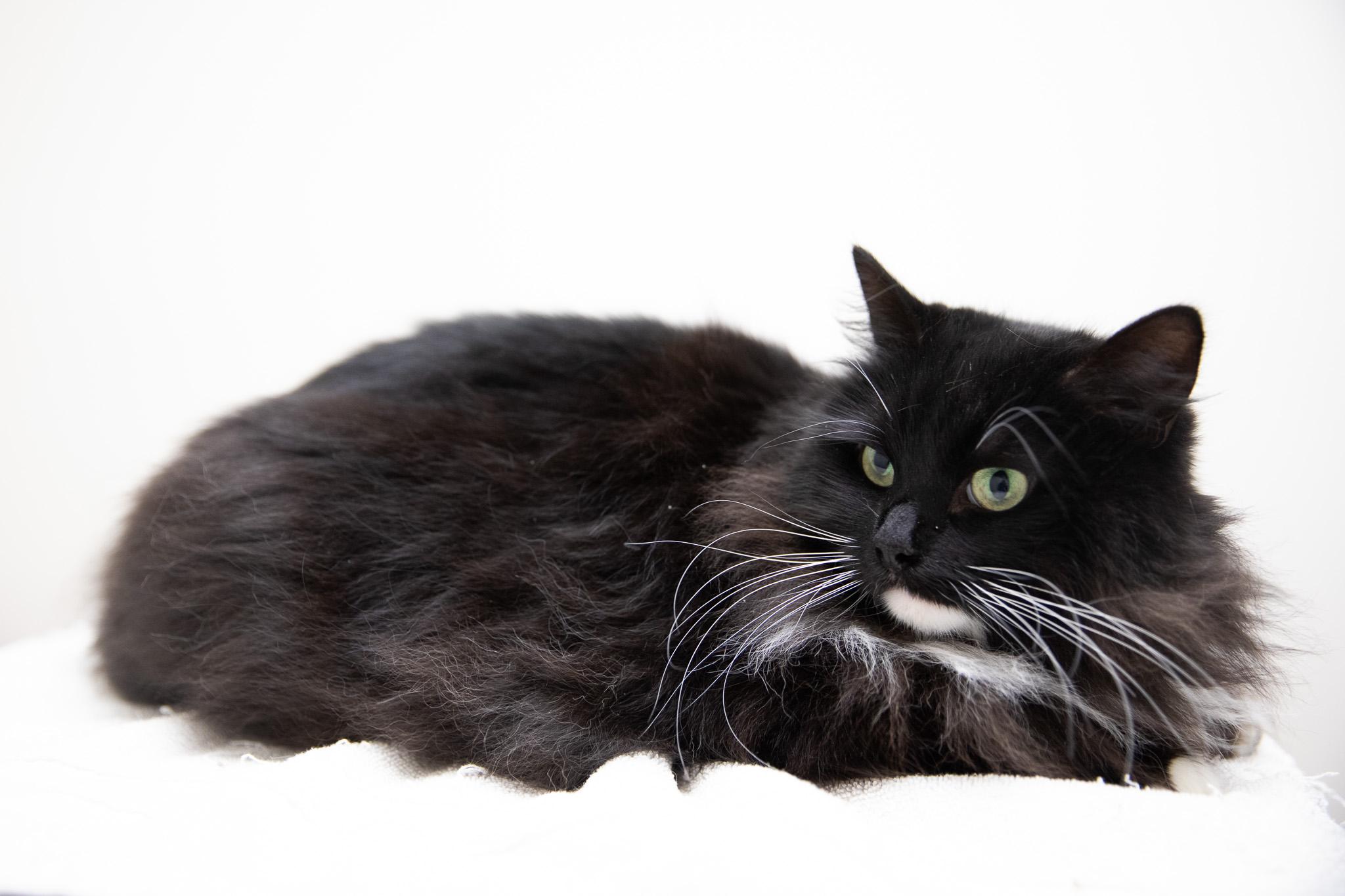 Enlarge Zelda, an adopted Siberian in Montclair, NJ image 2/6