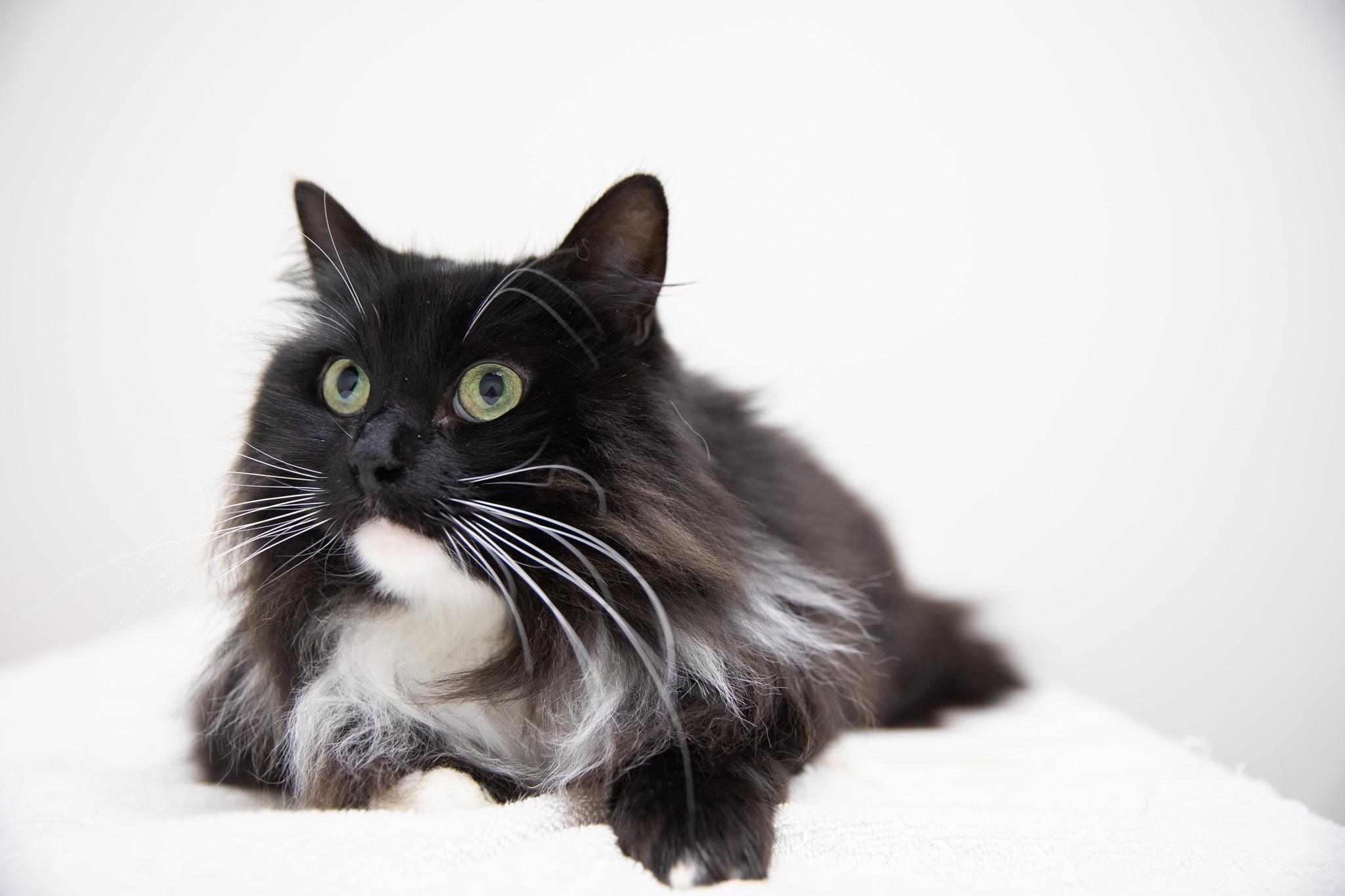 Zelda, adopted, Adult Female Siberian.