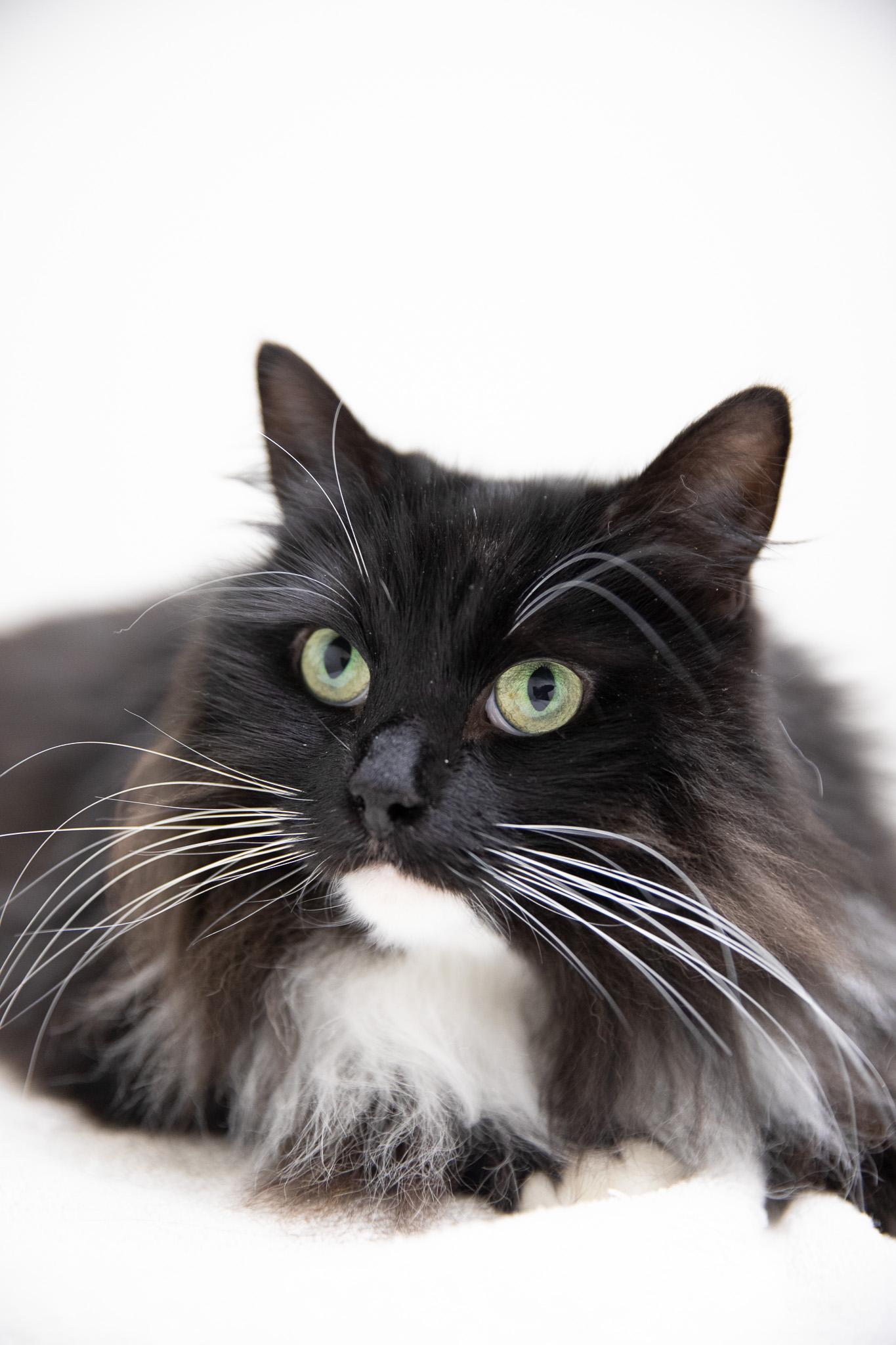 Enlarge Zelda, an adopted Siberian in Montclair, NJ image 3/6