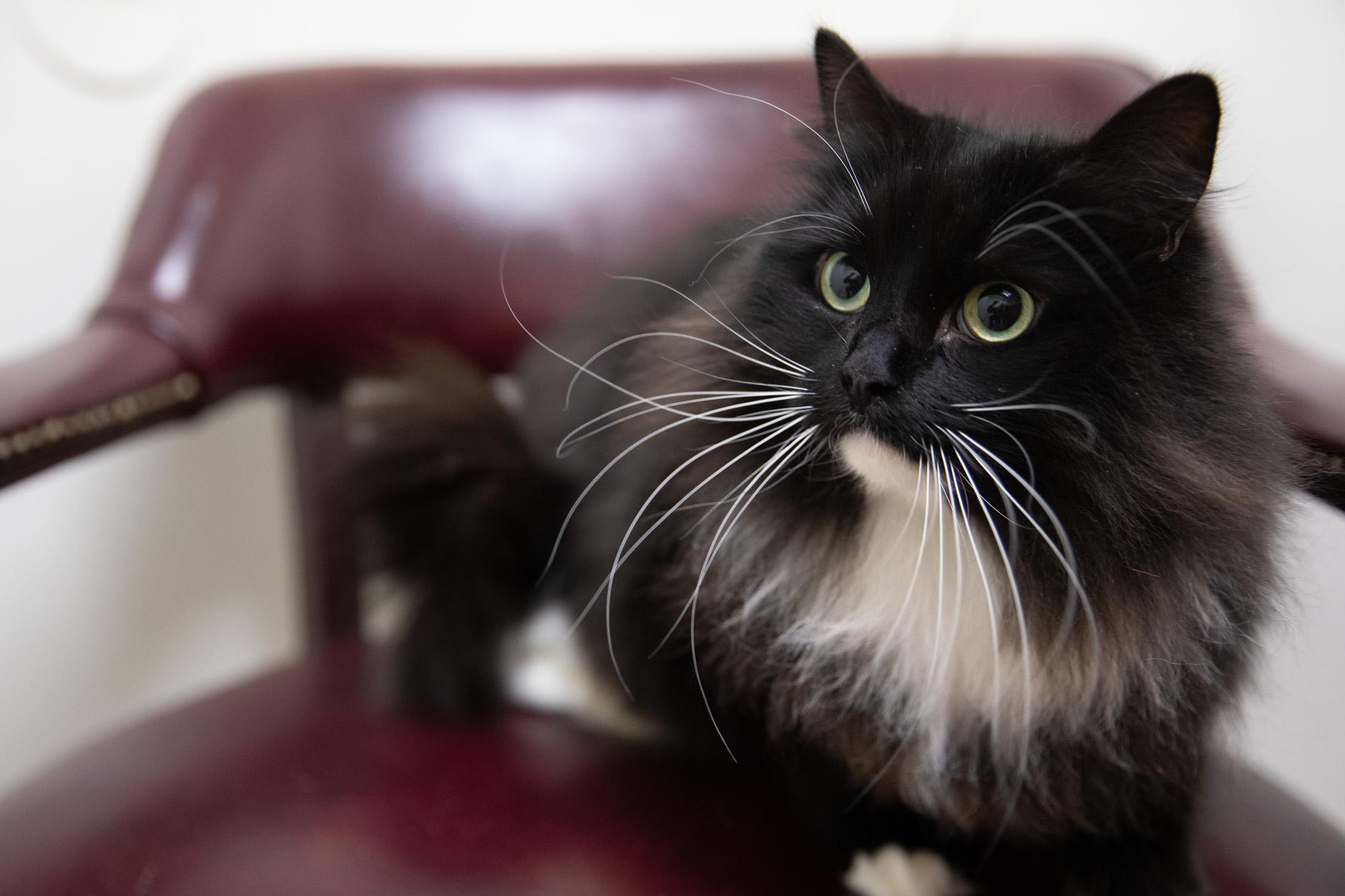 Enlarge Zelda, an adopted Siberian in Montclair, NJ image 6/6