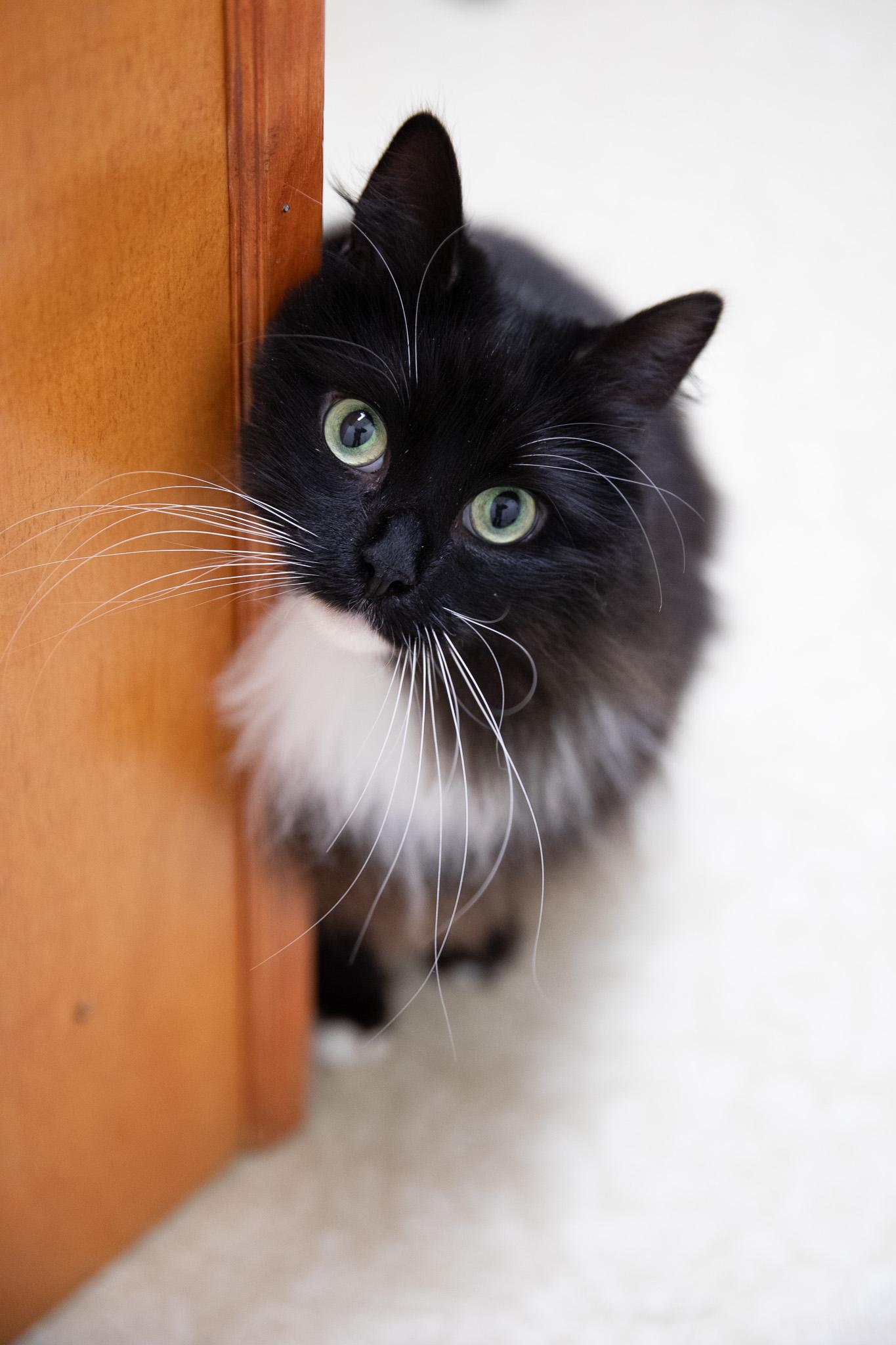 Enlarge Zelda, an adopted Siberian in Montclair, NJ image 4/6