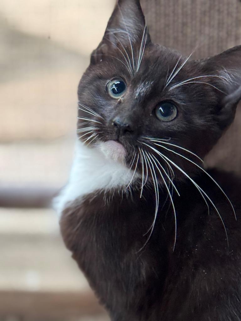 Enlarge Pepper, a Adoptable mixed breed in Newman, CA image 1/1